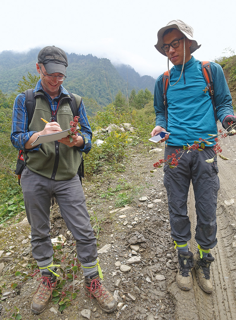 Two plant collectors