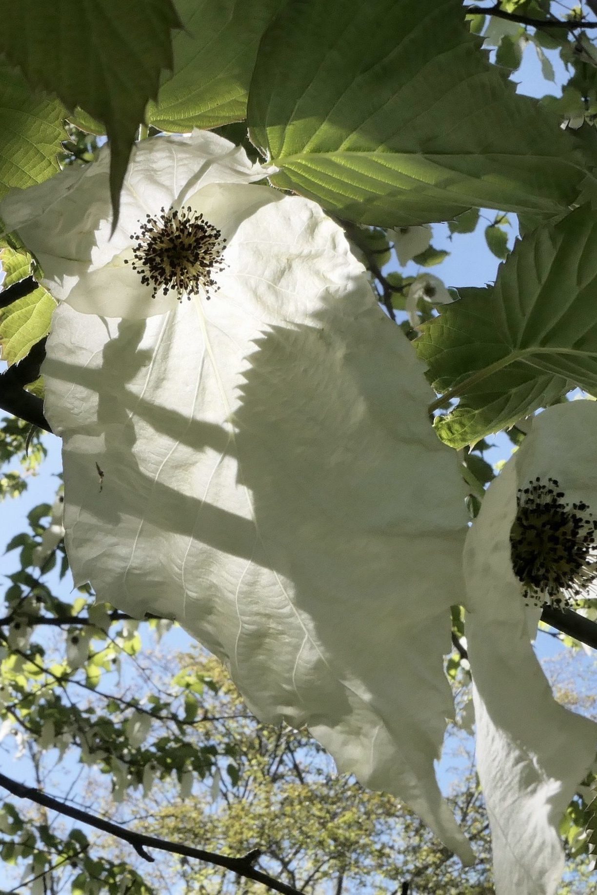Dove tree (Davidia involucrata)