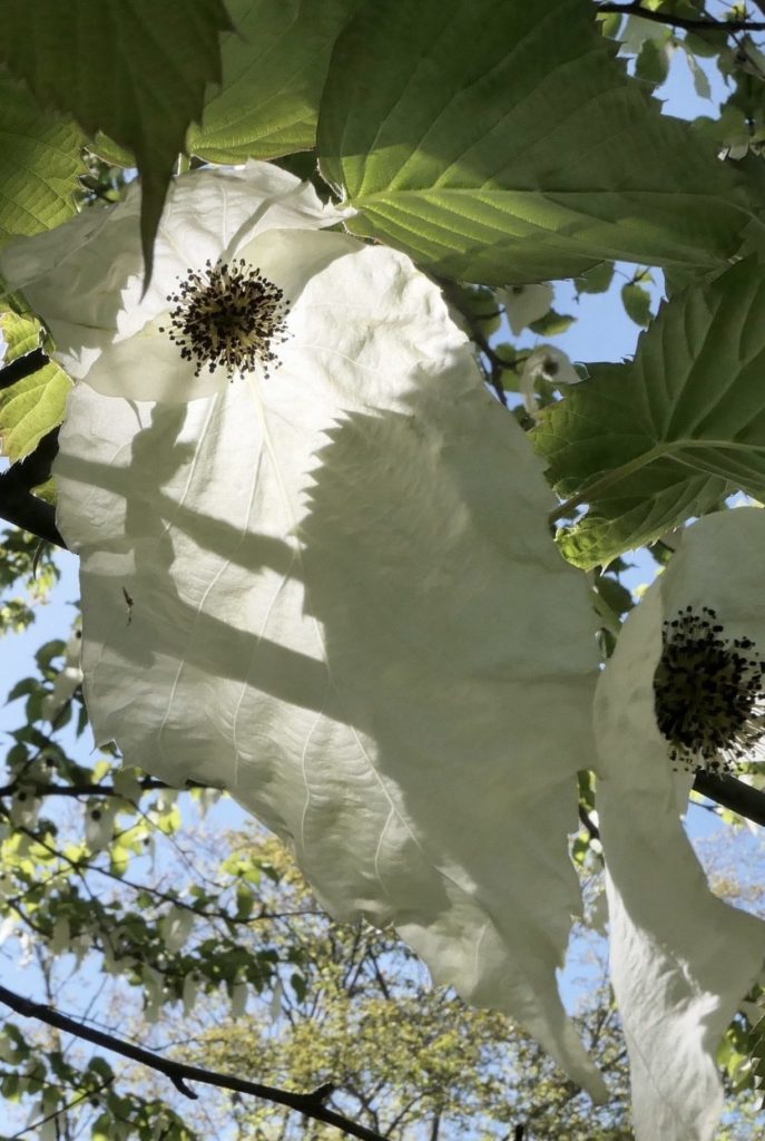 Dove tree (Davidia involucrata)
