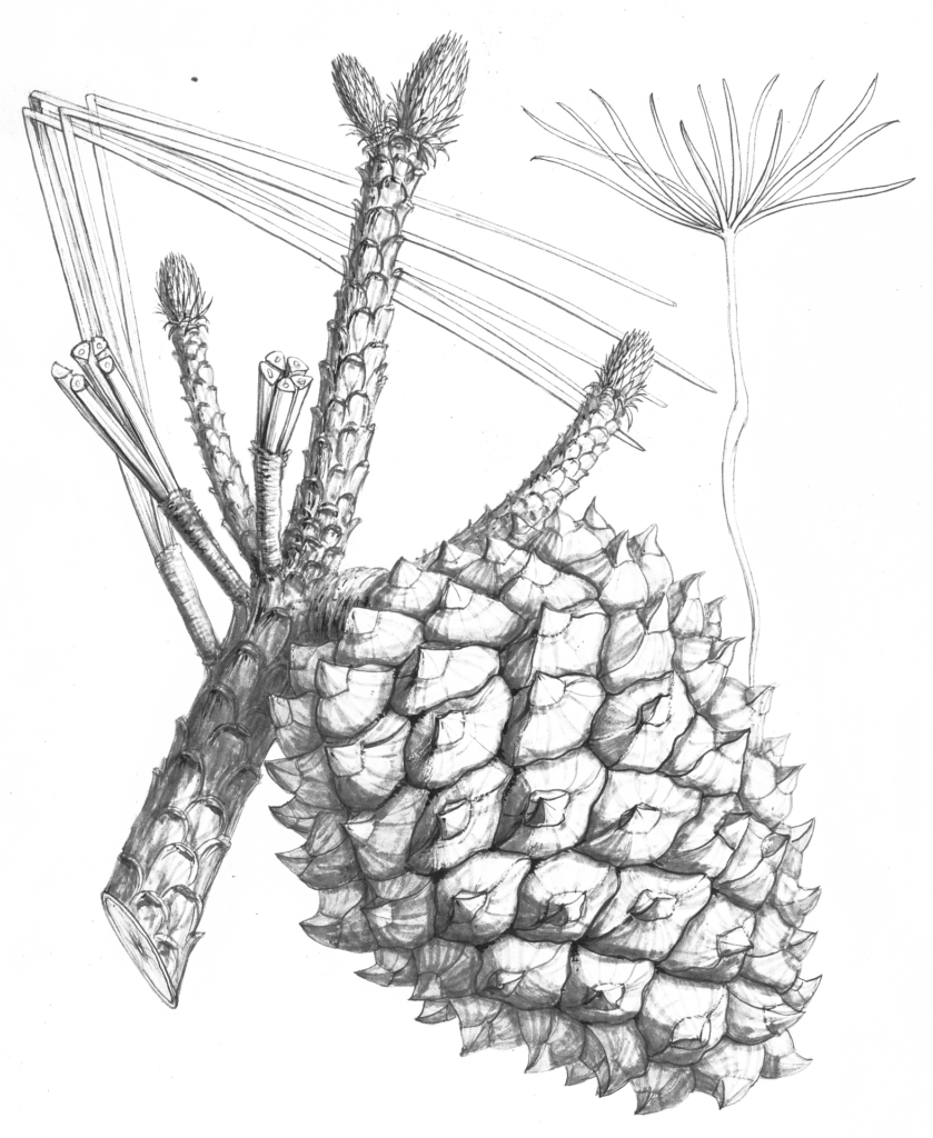 Illustration of Pinus torreyana by Charles Faxon