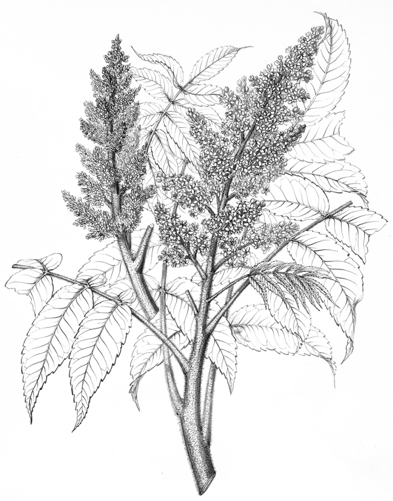 Illustration of staghorn sumac by Charles Faxon
