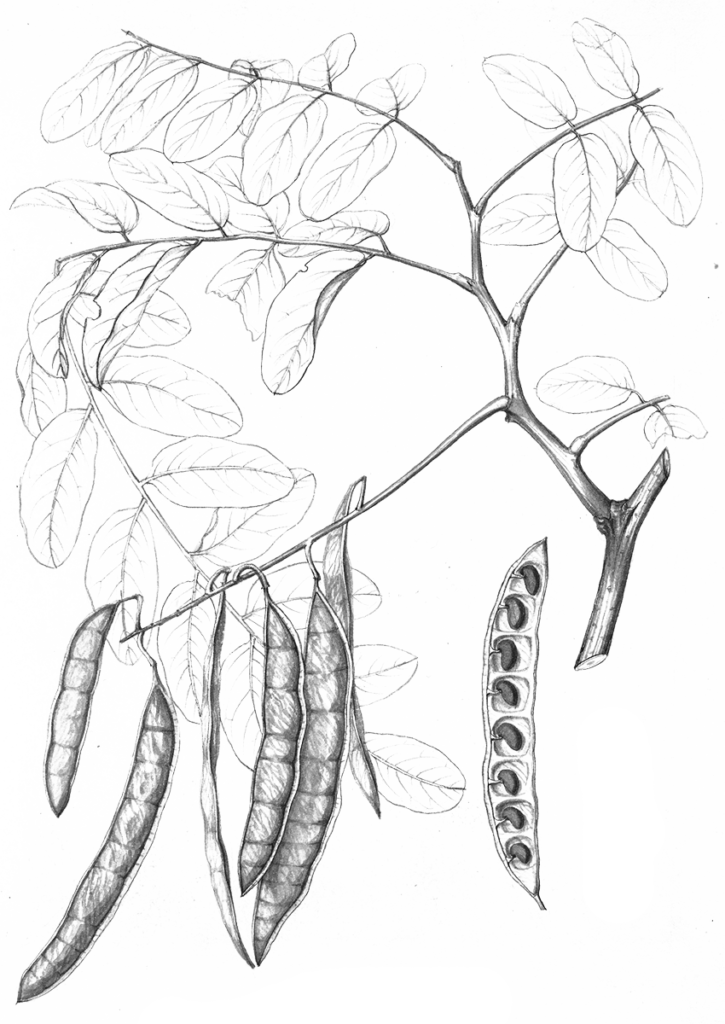 Illustration of black locust by Charles Faxon