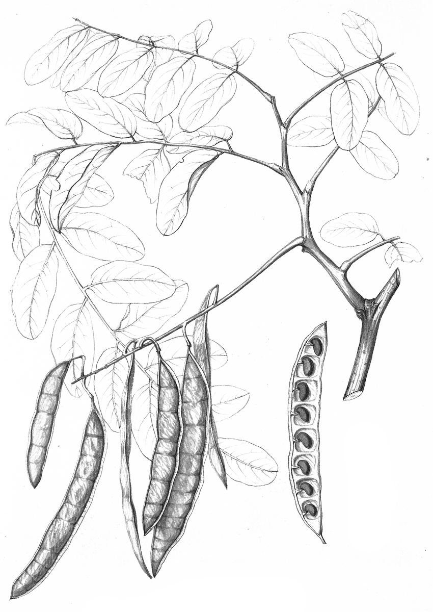 Illustration of black locust by Charles Faxon