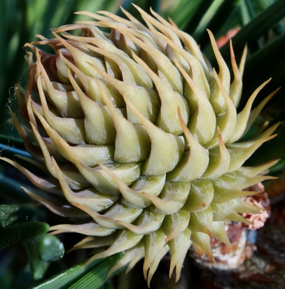 Tabletop mountain pine cone