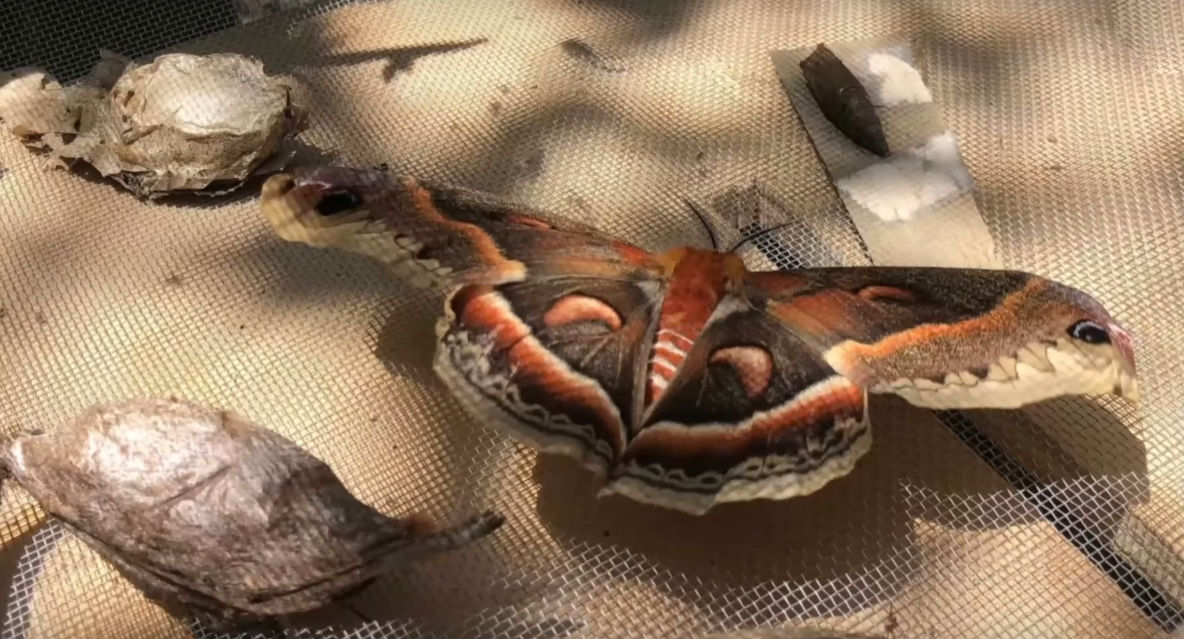 Silk moth