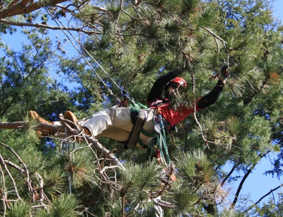 An arborist hangs from a harness working pruning in the canopy