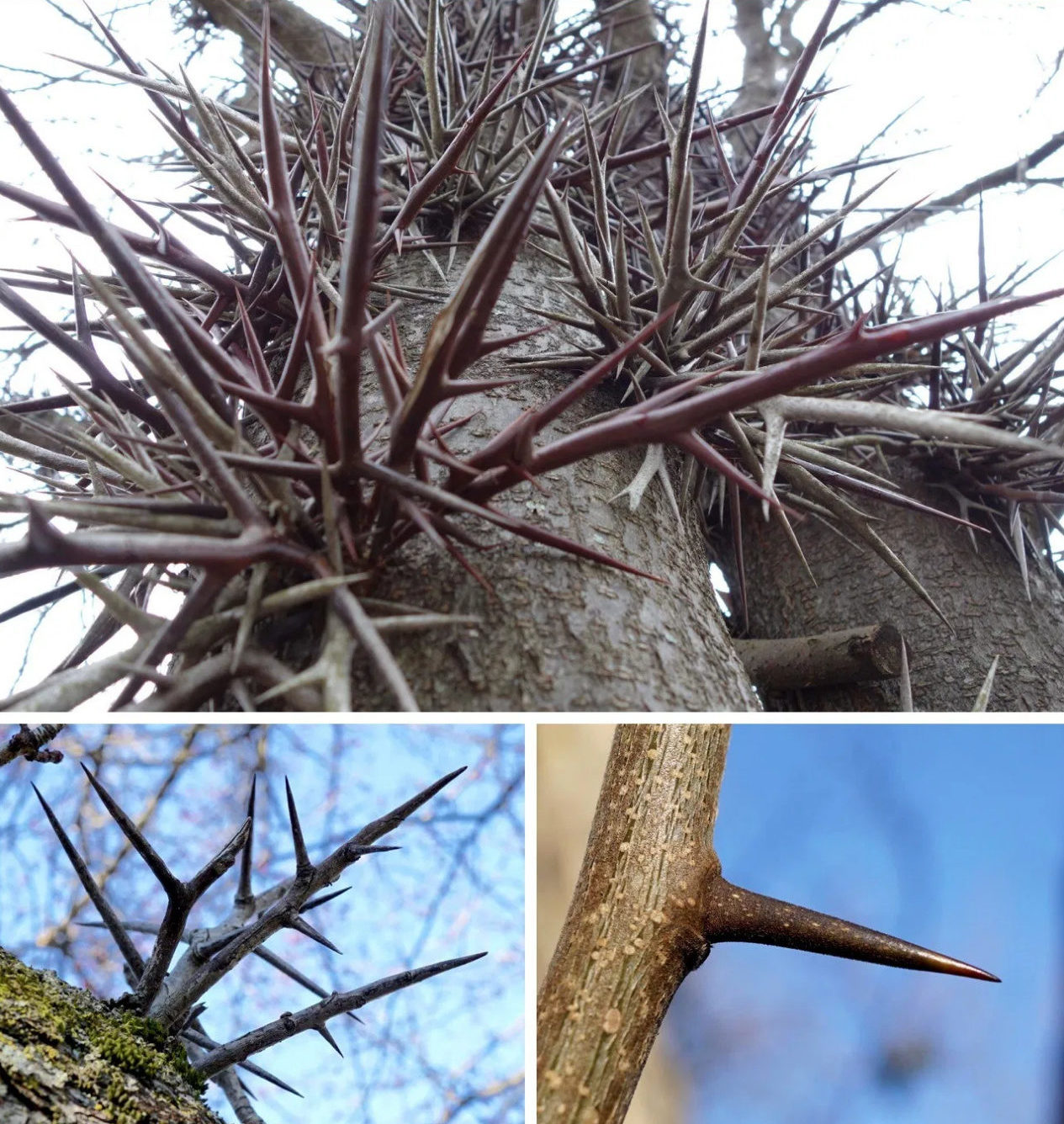 black locust tree thorns