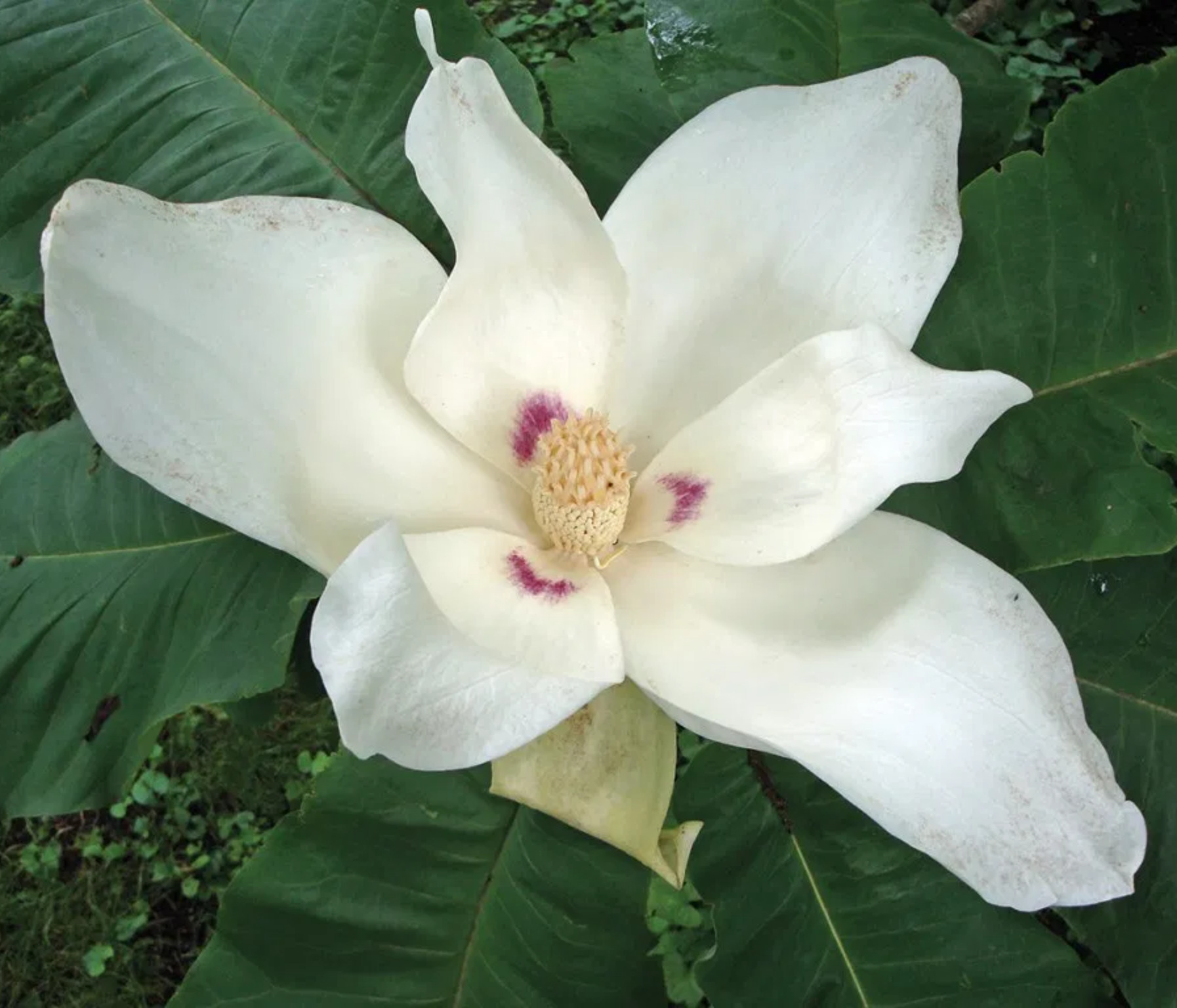 Bigleaf Magnolia Arnold Arboretum Arnold Arboretum
