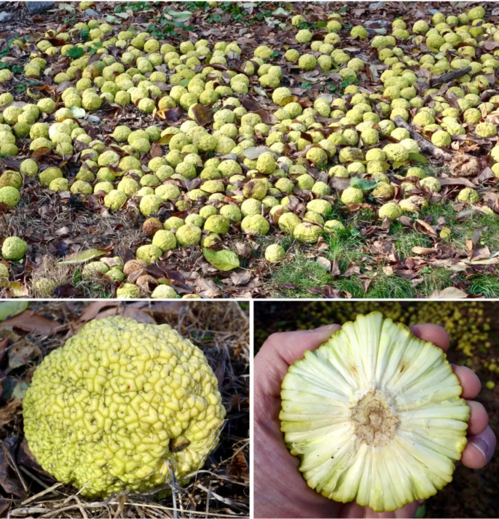 Fruits of the Osage Orange - Arnold Arboretum