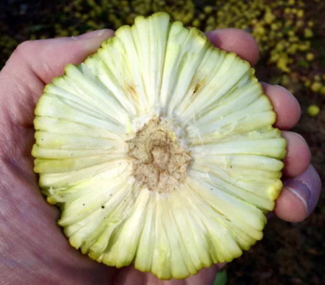 Fruits of the Osage Orange