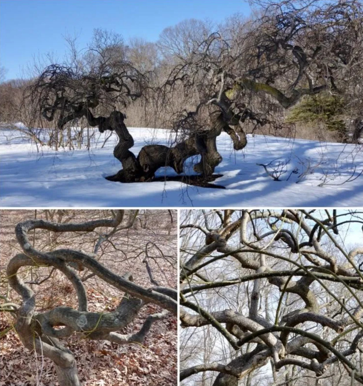 twisted tree trunk