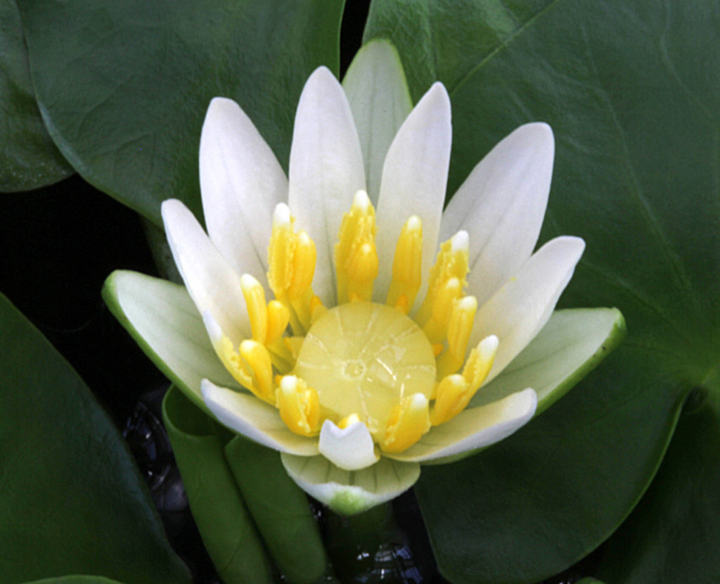 Rebecca Povilus (2013): The water lily, Nymphaea thermarum