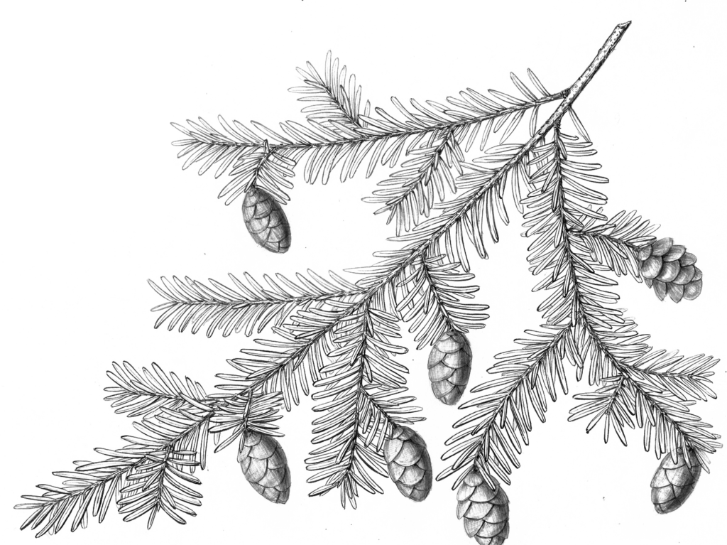 Illustration of Eastern Hemlock by Charles Faxon