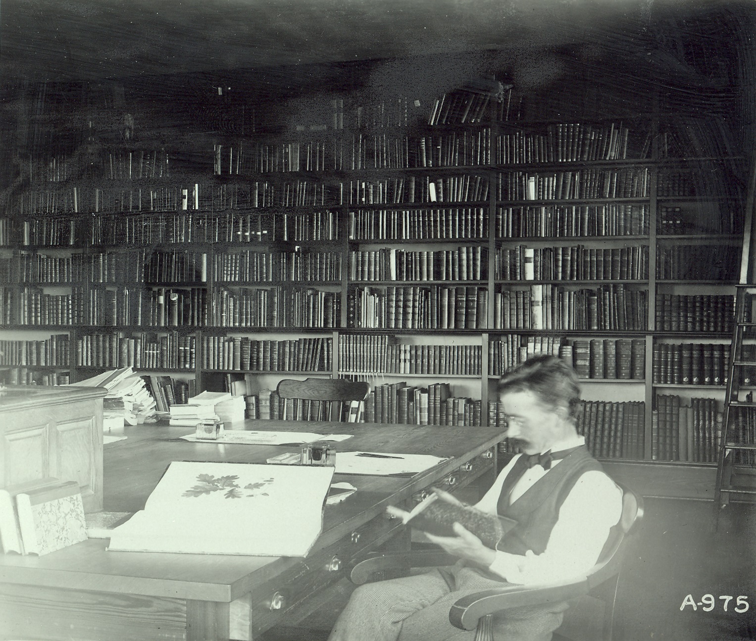 Alfred Rehder seated in the library reading room.