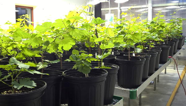 Grapes growing in the Weld Hill Greenhouses