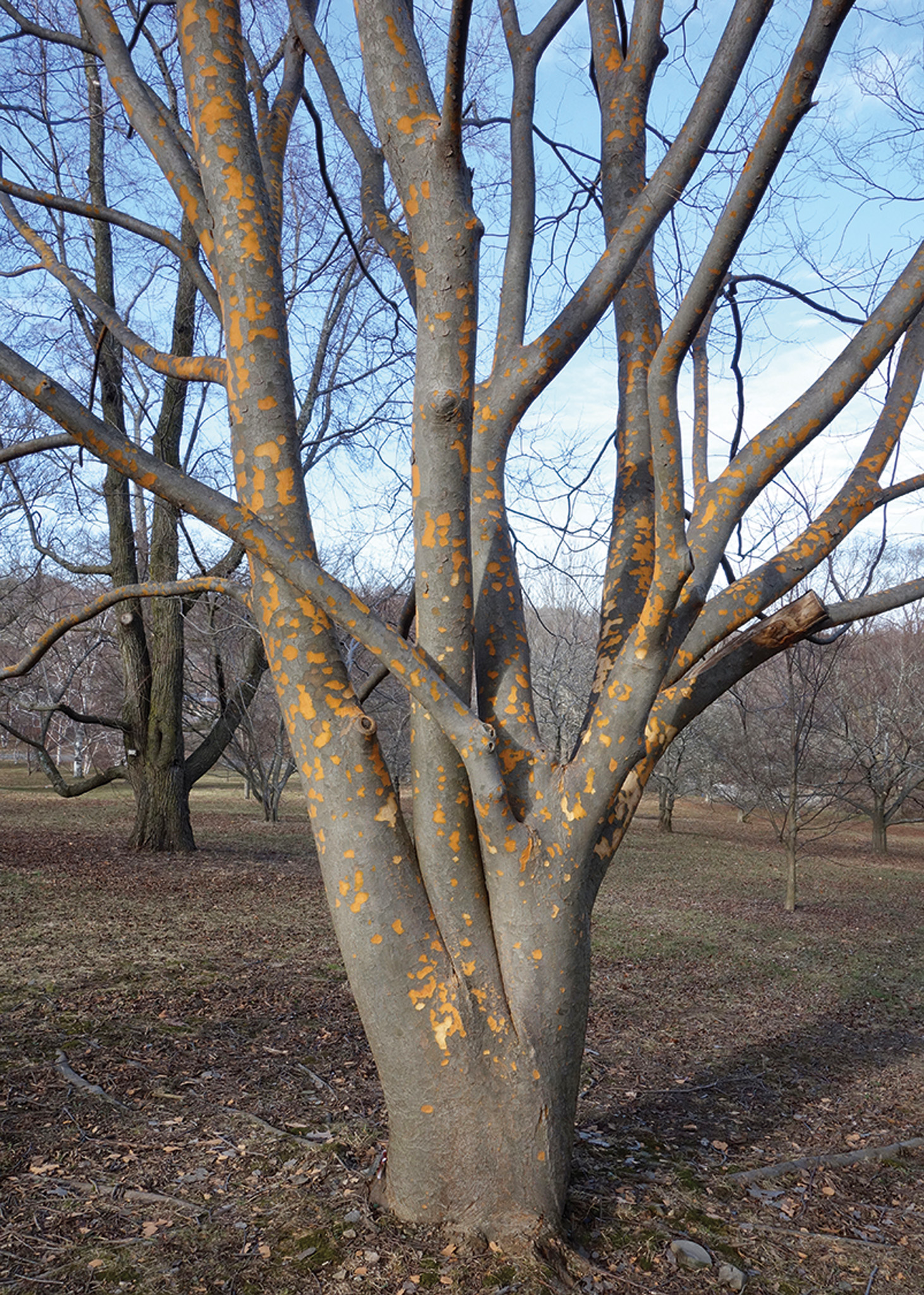 Zelkova