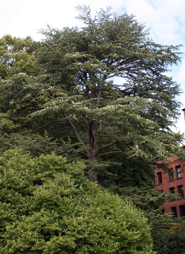 Cedar of Lebanon