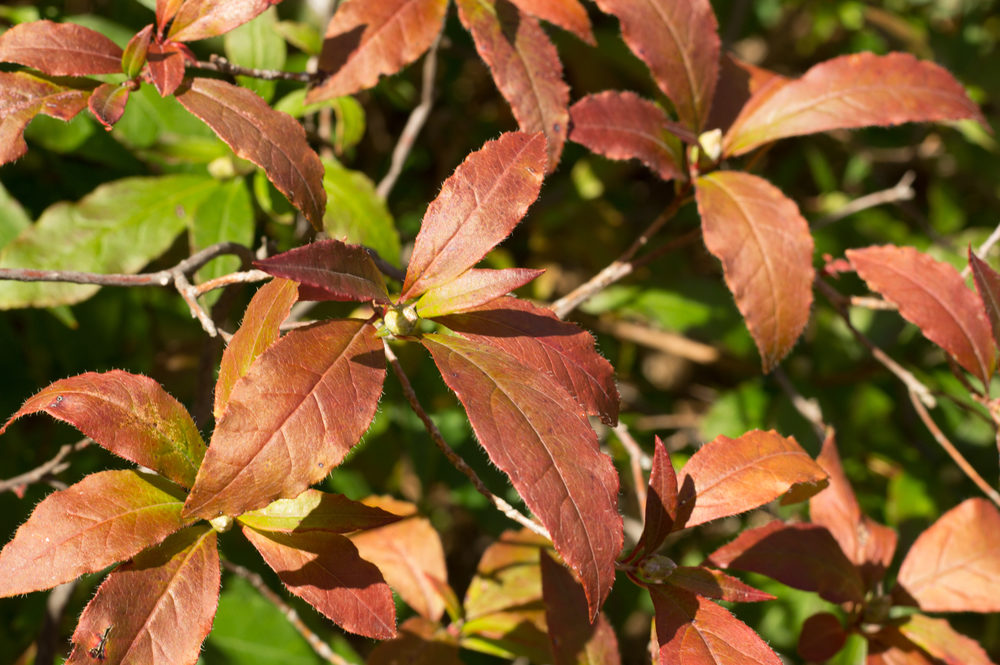 Autumn leaves of Rhododendron vaseyi