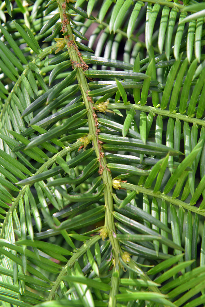 Underside of stem of Cephalotaxus sinensis