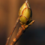 Dormant bud of Rhododendron vaseyi