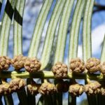 Underside of stem of Cephalotaxus sinensis showing male pollen cones