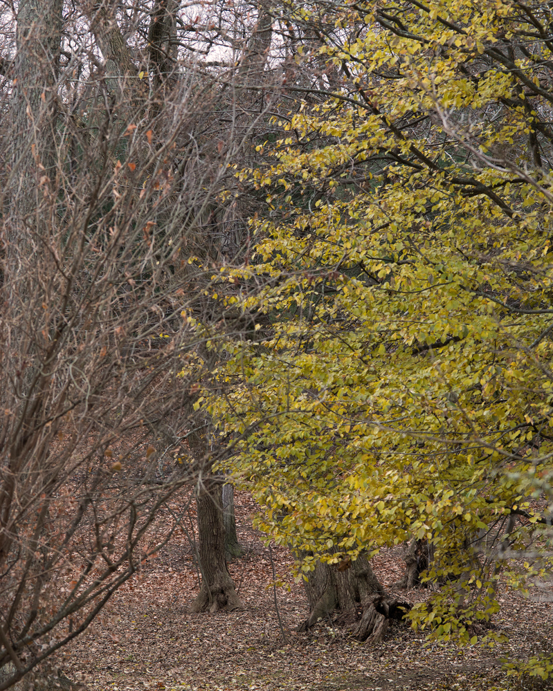 Parrotia persica in fall color