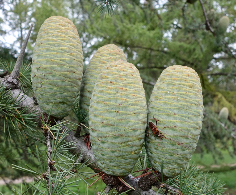 Seed cones Cedrus libani