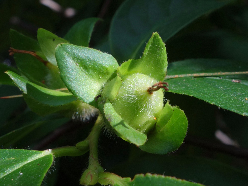 Developing fruit Stewartia sinensis
