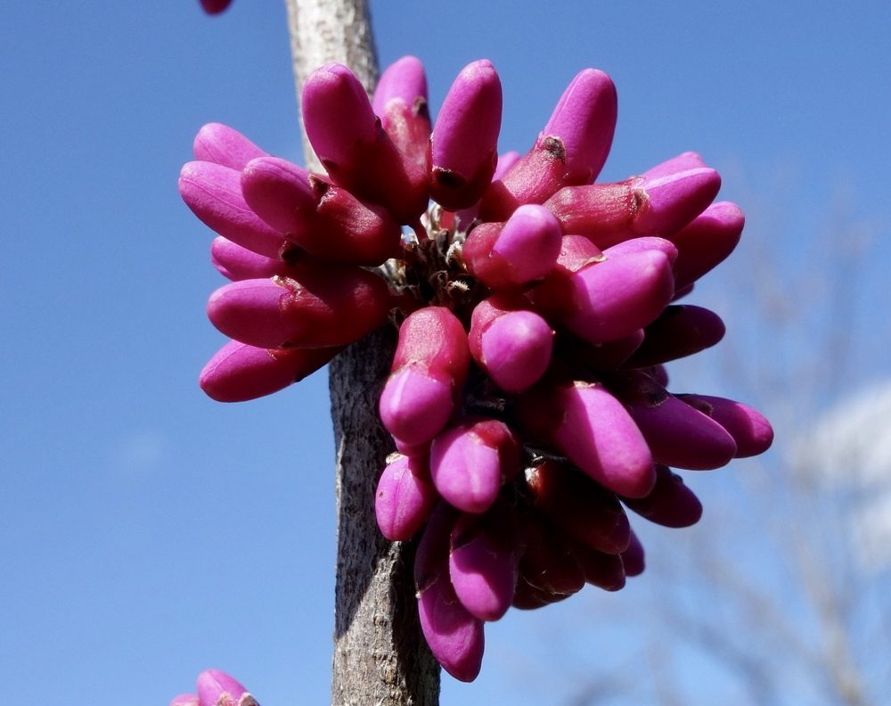 Flower buds of Cercis chinensis