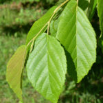 Corylus fargesii 3-98*A