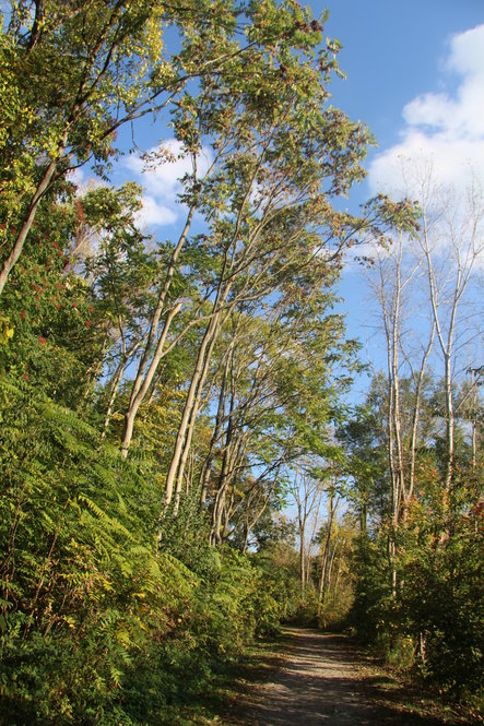 Ailanthus on the Bussey Brook Meadow landfill, October 2013