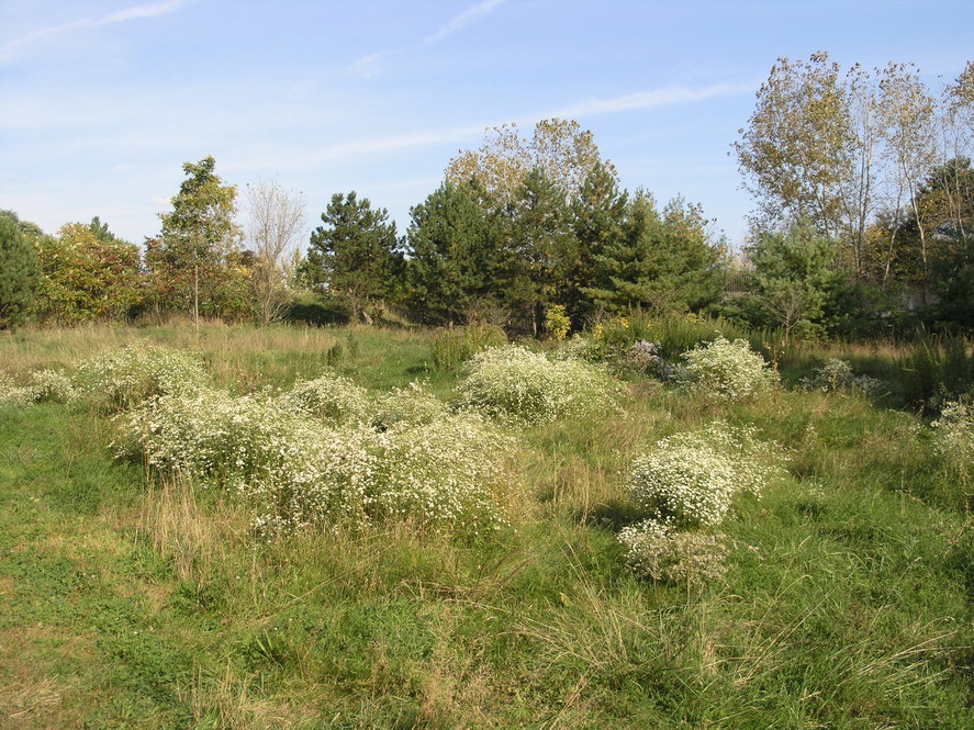 Aster pilosus in Bussey Brook Meadow