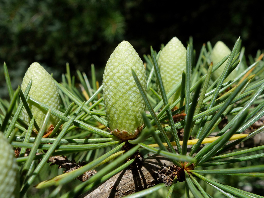 Pollen cones of Cedrus libani