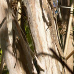 Bark of Heptacodium niconioides