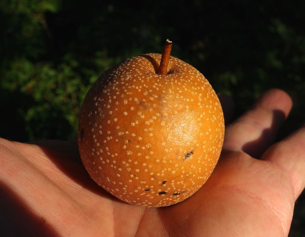 Fruit of Pyrus pyrifolia