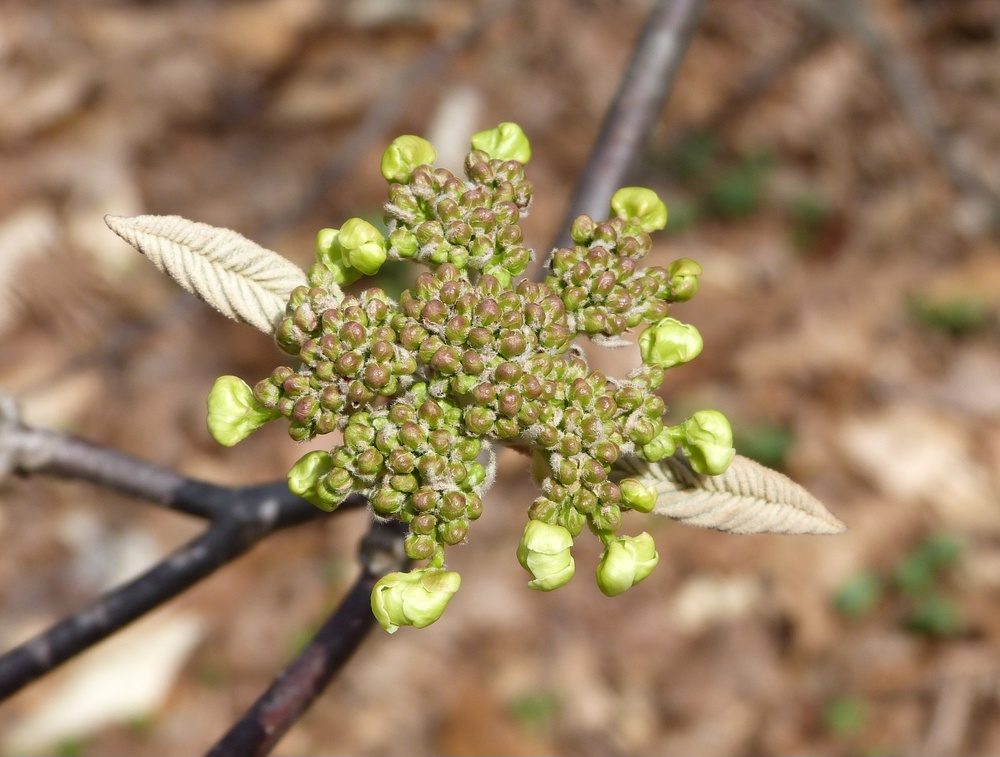 Large breaking bud of Forked Viburnum