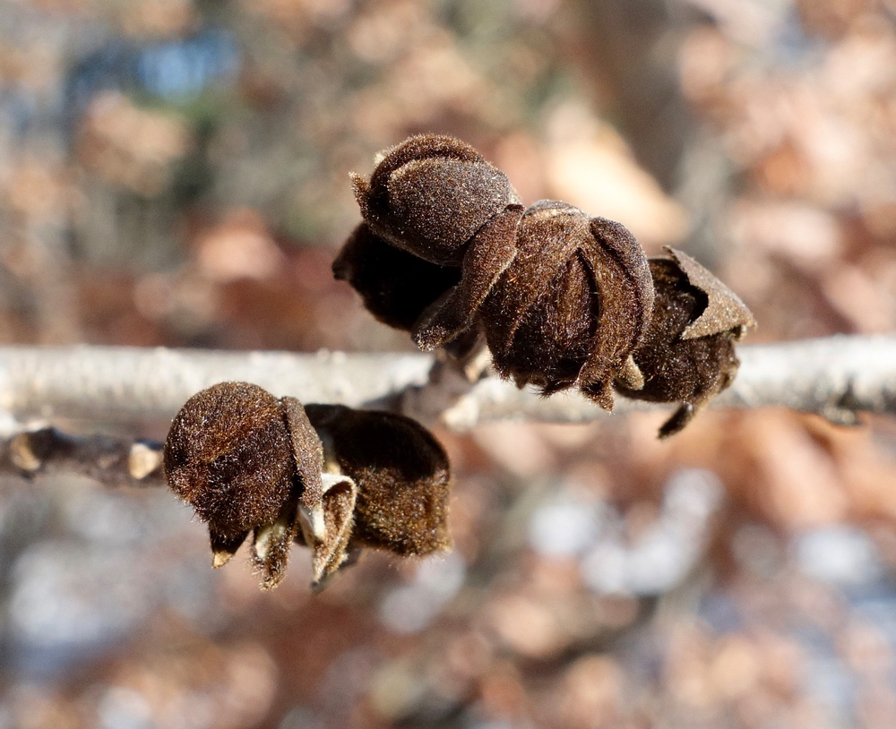 Flower buds Parrotia persica