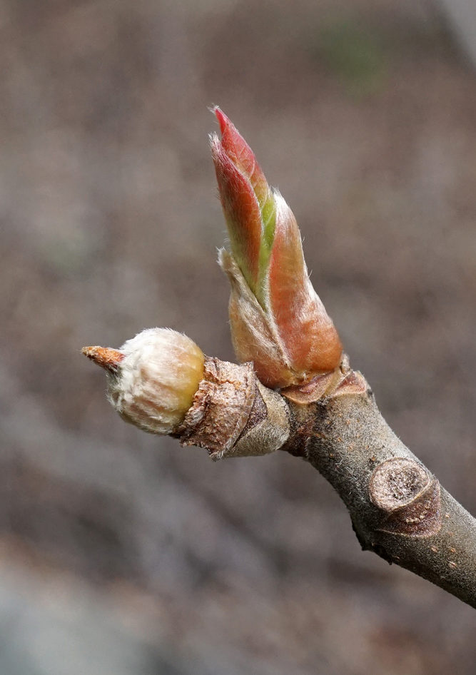 breaking bud and developing fruit of Franklinia alatamaha