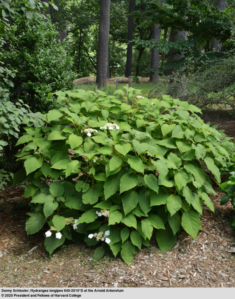 Hydrangea longipes whole plant