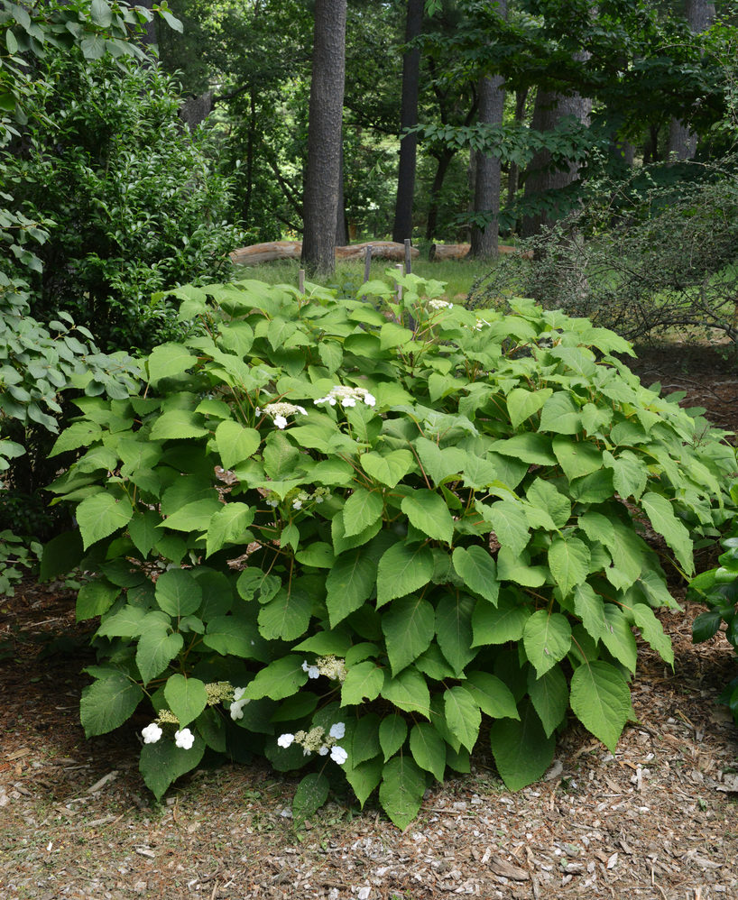Young plant with summer foliage.