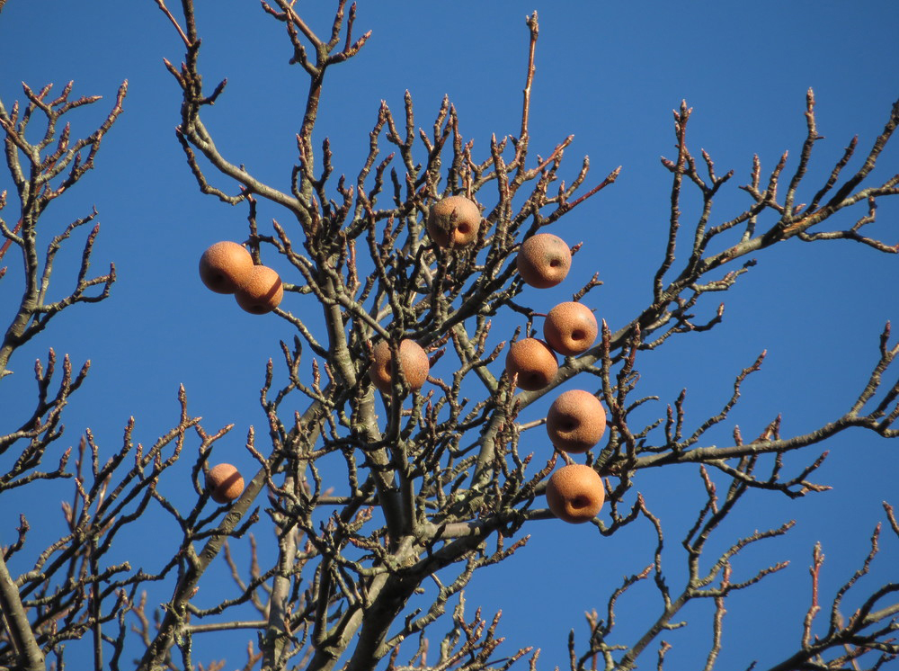 Fruit of Pyrus pyrifolia