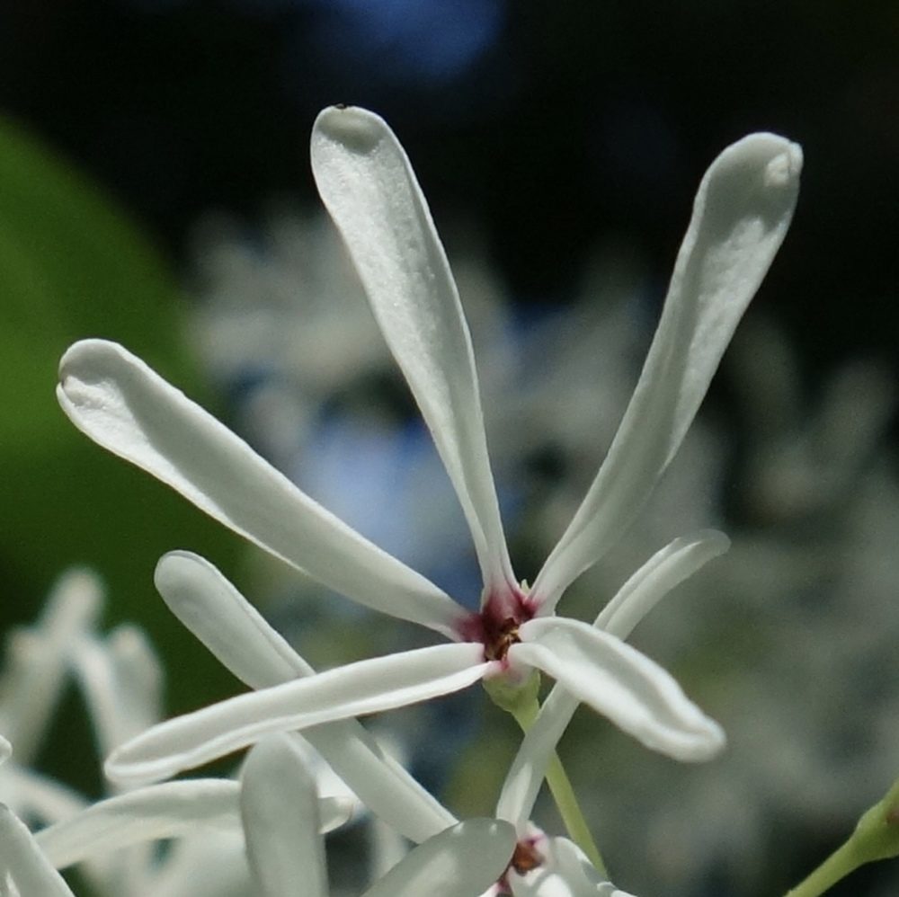Flower of Chionanthus retusus