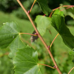 Stem with leaves of TIlia mongolica 648-2010*A