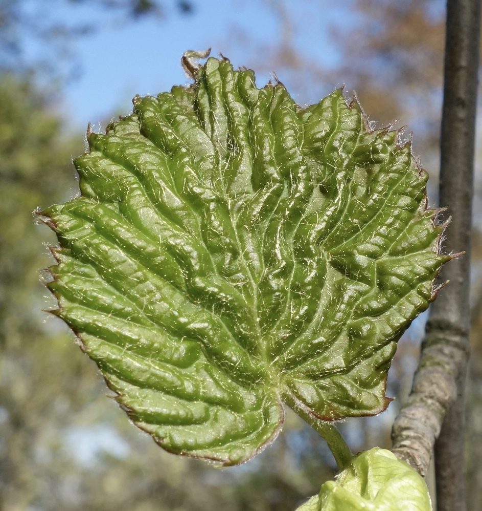Juvenile leaf Davidia involucrata var. vilmoriniana