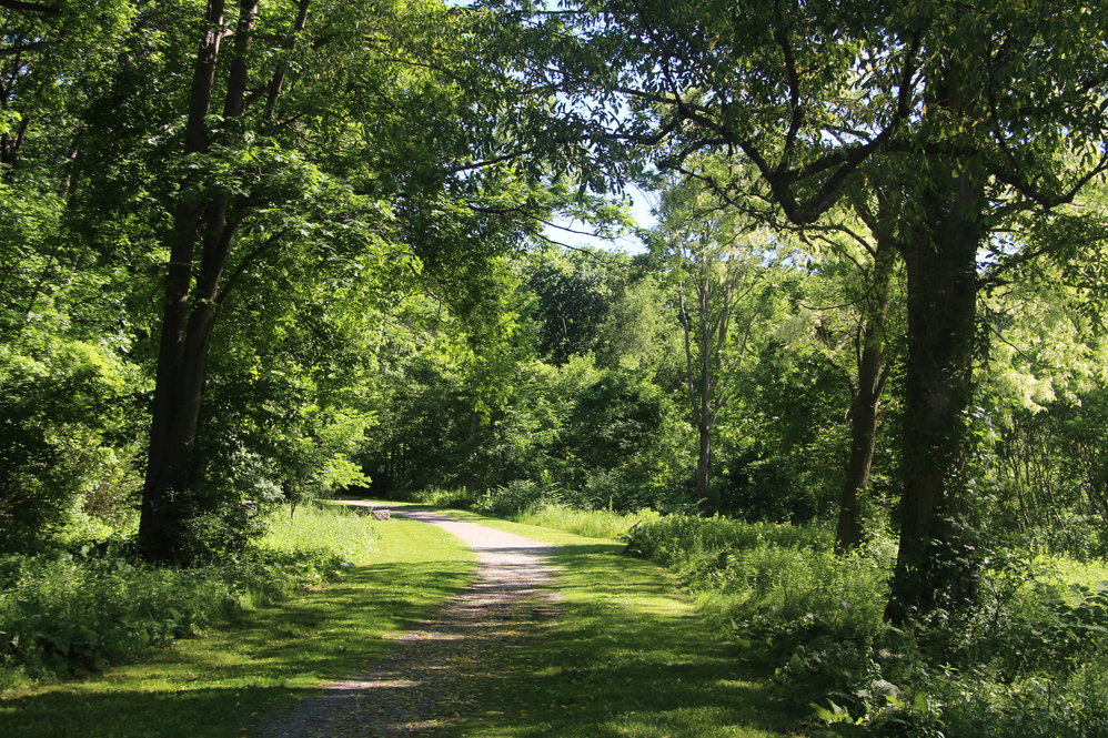 A gravel path winding between trees