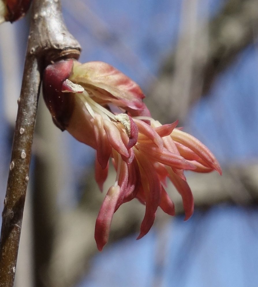 Male flowers of Cercidiphyllum japonicum