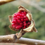 Opening Flowers of Parrotia persica