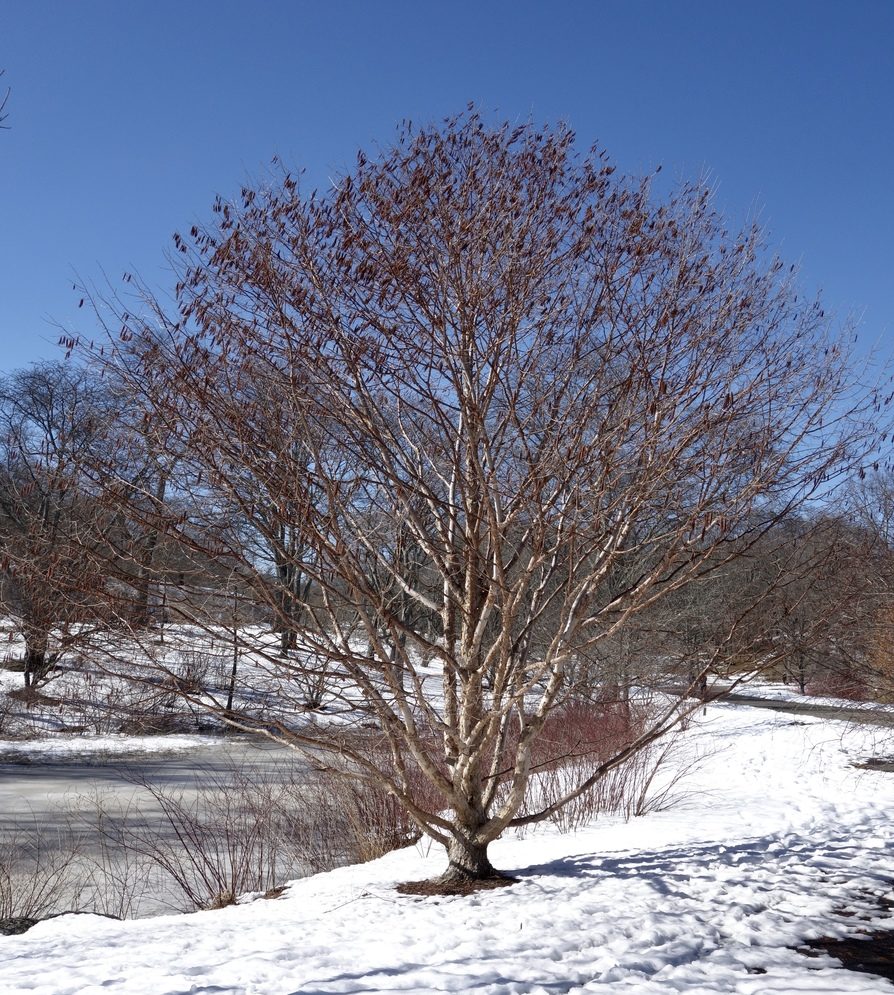 Corylus fargesii 3-98*A