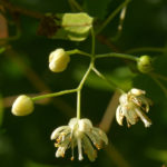 Flowers and fower buds of TIlia mongolica 648-2010*A