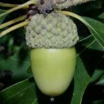 Developing acorn of Quercus alba